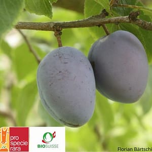 Vieille variété de pruneau le noyau se détache facilement