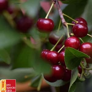 Griottier Schattenmorelle