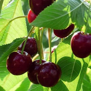 Cerise juteuse merchand