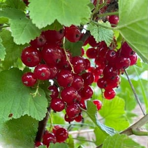 Johannisbeeren Rovada
