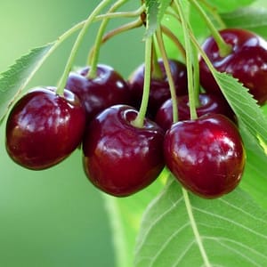 Cerisier Bigarreau Burlat