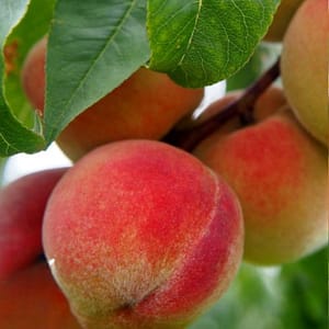 Pfirsichbaum Red Haven