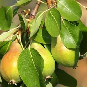 Poirier Précoce de Morettini