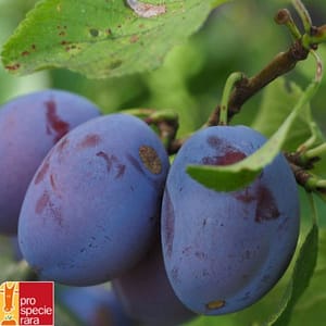 Pruneautier Précoce d'Ersingen