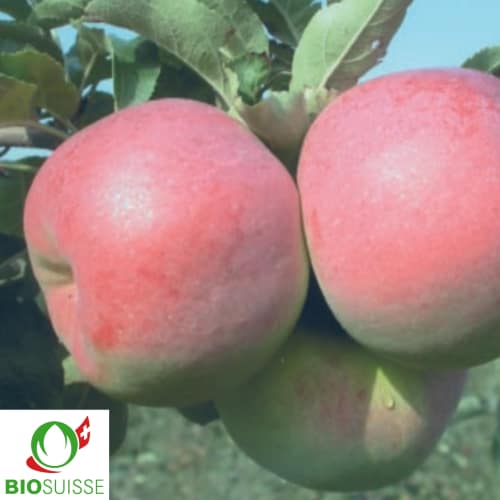 Pommier Bio Mira – variété de garde résistante et longue conservation sans traitement