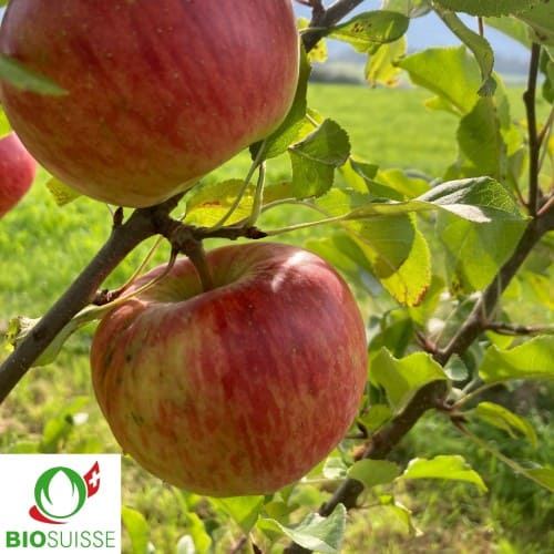Pommier bio Rési – variété d’automne résistante, pomme rouge-jaune très aromatique