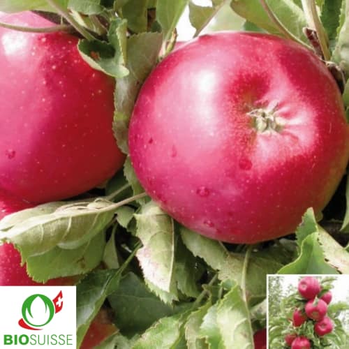Pommier Bio RedSpring – variété colonnaire de garde sucrée et juteuse