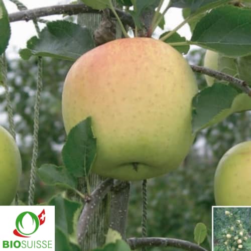 Pommier Bio Sirius – pomme de garde résistante, idéale pour verger biologique