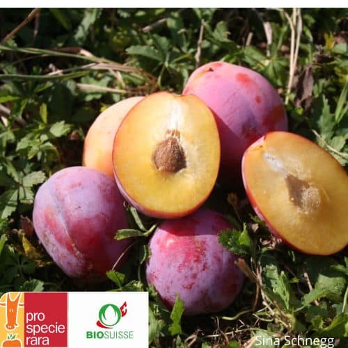 Prunier ‘Victoria’ – Prune rouge, productive et facile à cuisiner