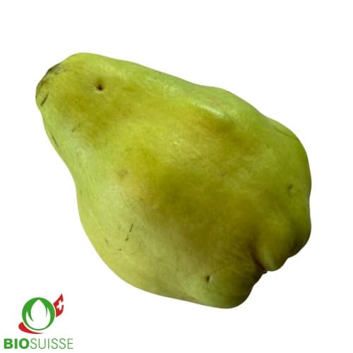 Cognassier Vranja bio avec gros coings jaune doré