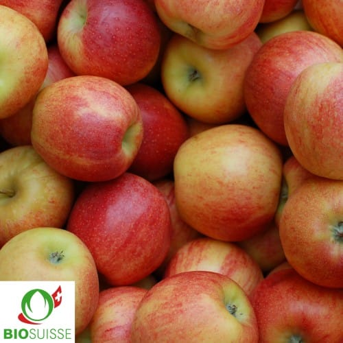 Pommier Bio Remo – pomme rouge croquante et acidulée, parfaite pour jus naturel