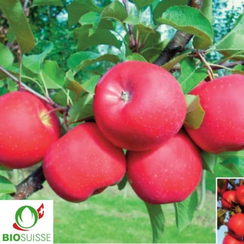 Pommier Bonita – pomme bio de garde résistante et sucrée