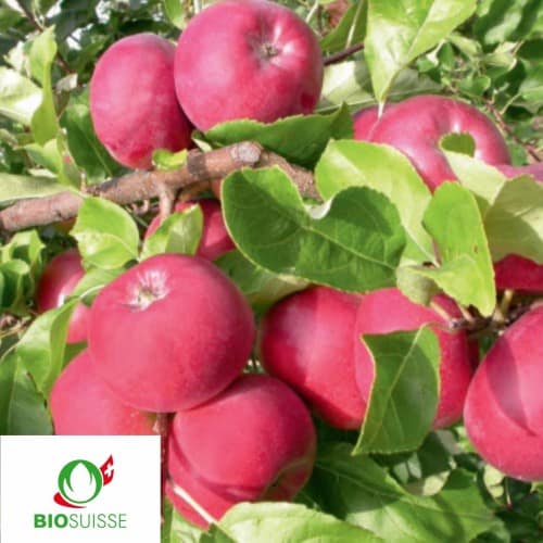Pommier bio Juno – pomme rouge précoce, harmonieuse et juteuse, idéale pour verger bio et consommation estivale