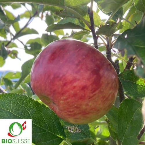 Pommier bio Topaz – variété d’automne résistante, pomme jaune striée de rouge, très juteuse