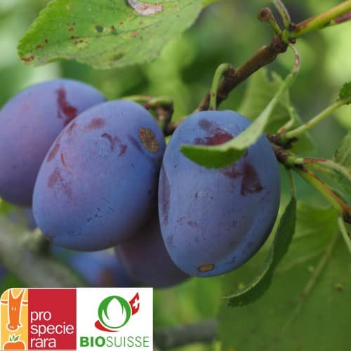 Gros pruneaux d’Ersingen à la peau bleu-rouge, mûrs sur l’arbre, variété rustique et précoce