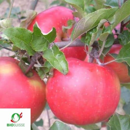 Pommier Bio Orange Crisp