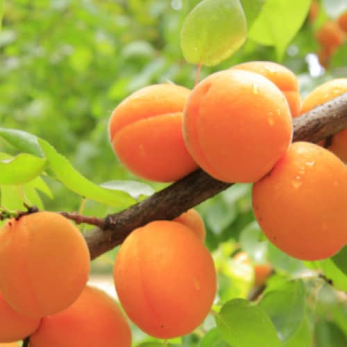 Aprikosenbaum Bergeron