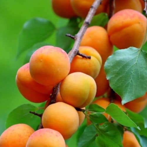 Aprikosenbaum Luizet