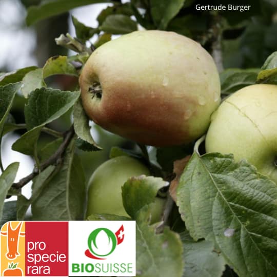Pommier Bio Cloche – vieille variété suisse au goût acidulé, idéale pour verger biologique