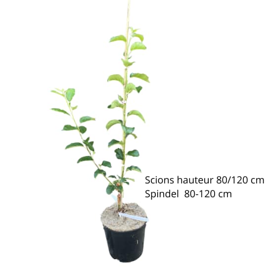 Bio-Apfelbaum Belle de Boskoop rot – alte Sorte für Kompott, Kuchen und Saft, gut geeignet für Höhenlagen