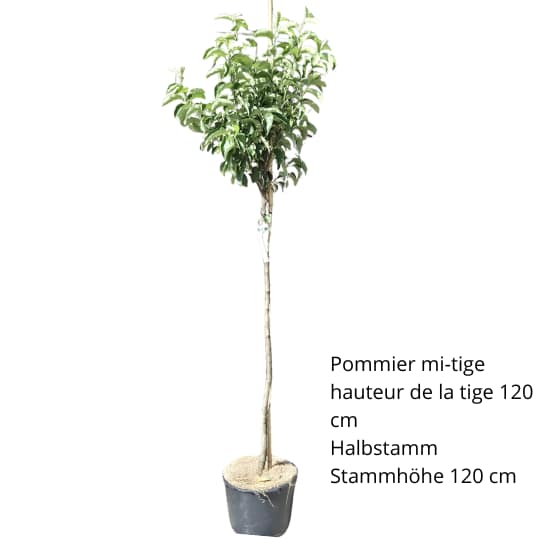 Bio-Apfelbaum Resi – Bild 3