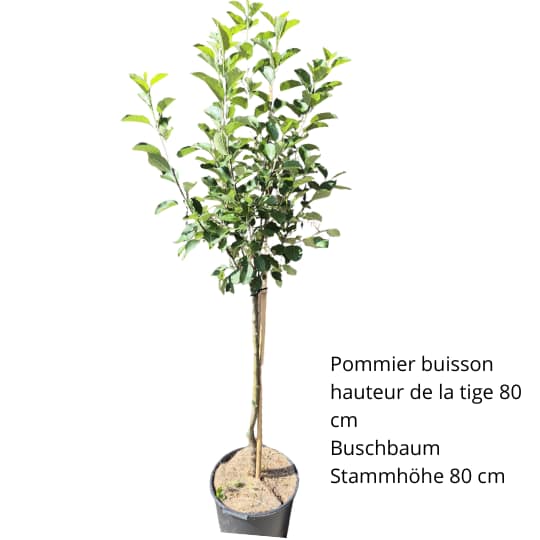Bio-Apfelbaum Admiral – roter Apfel auf gelb-grünem Grund, knackig und robust, lagerfähige Sorte